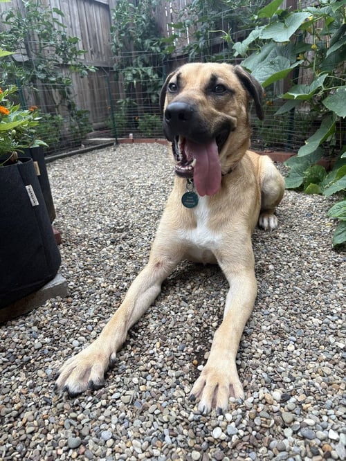 DUGGIE - Shepherd / Terrier available for adoption