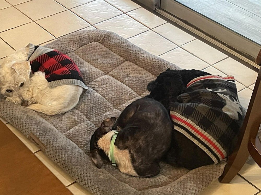 LEONARD - Boston Terrier / Chihuahua available for adoption