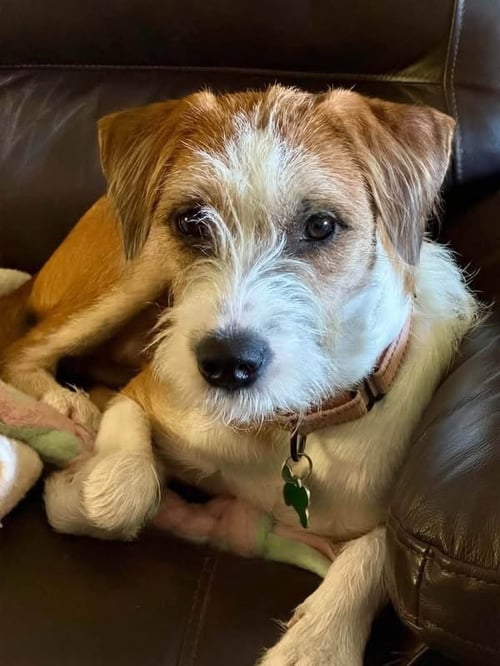SCRAPPY - Jack Russell Terrier available for adoption