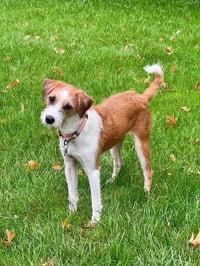 Scrappy - Photo 3