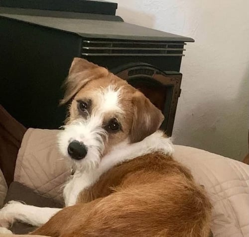 SCRAPPY - Jack Russell Terrier available for adoption