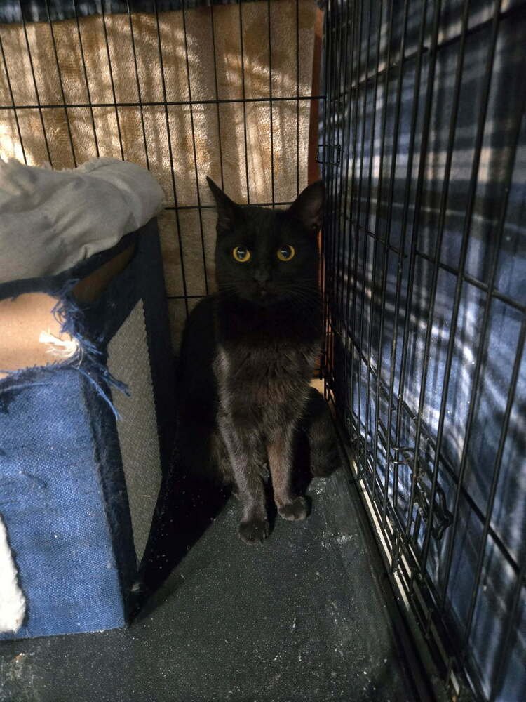 COCO (BONDED WITH STARLA) - Domestic Short Hair available for adoption