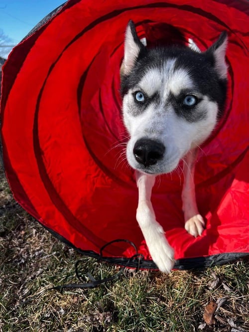 KIRA - Husky for adoption in Pittsburgh
