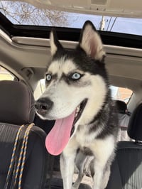 Kira - Photo 4