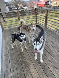 Kira - Photo 2