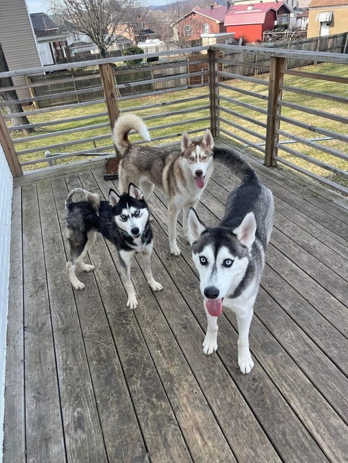 KIRA - Husky available for adoption
