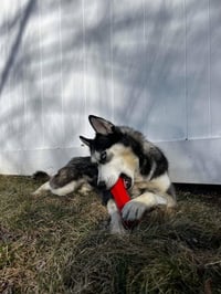 Kira - Photo 5