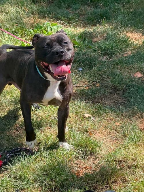ZORRO - Staffordshire Bull Terrier available for adoption