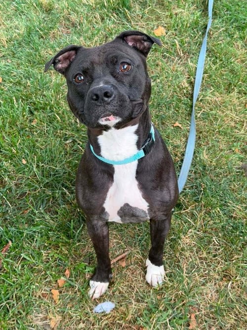 ZORRO - Staffordshire Bull Terrier for adoption in Pittsburgh