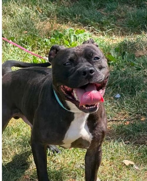 ZORRO - Staffordshire Bull Terrier available for adoption