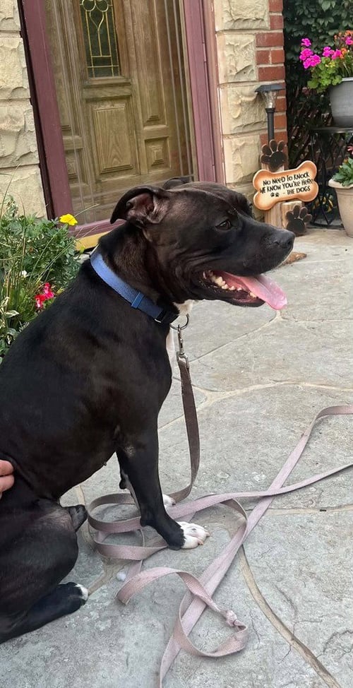 ZORRO - Staffordshire Bull Terrier for adoption in Pittsburgh