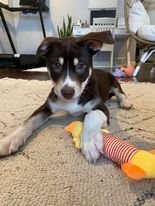 SADIE - Terrier for adoption in Pittsburgh