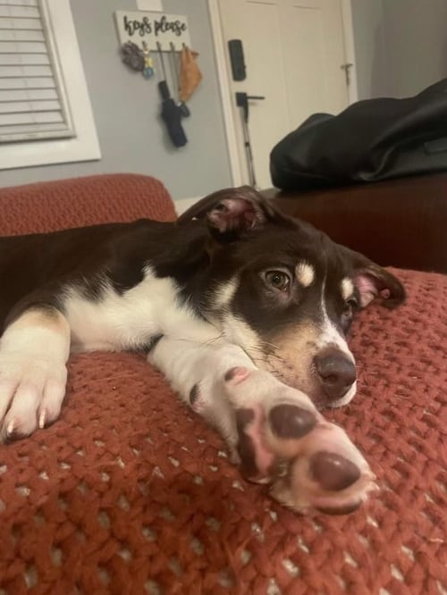SADIE - Terrier available for adoption