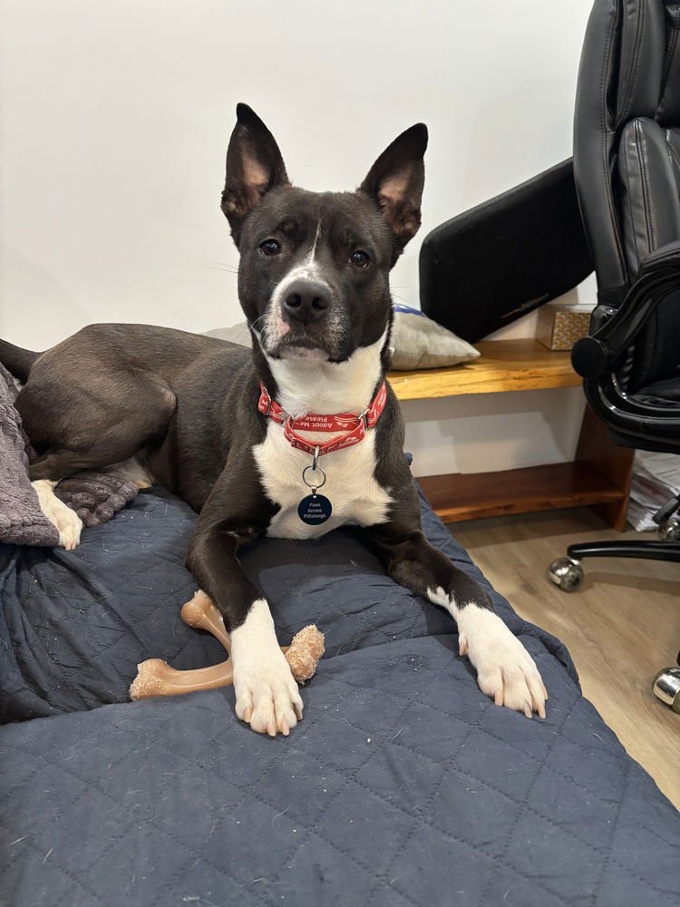GRIFFIN - Terrier available for adoption