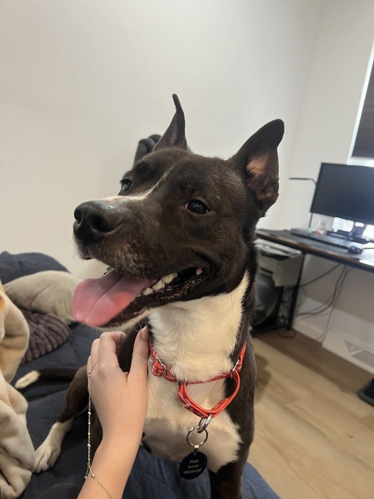 GRIFFIN - Terrier available for adoption