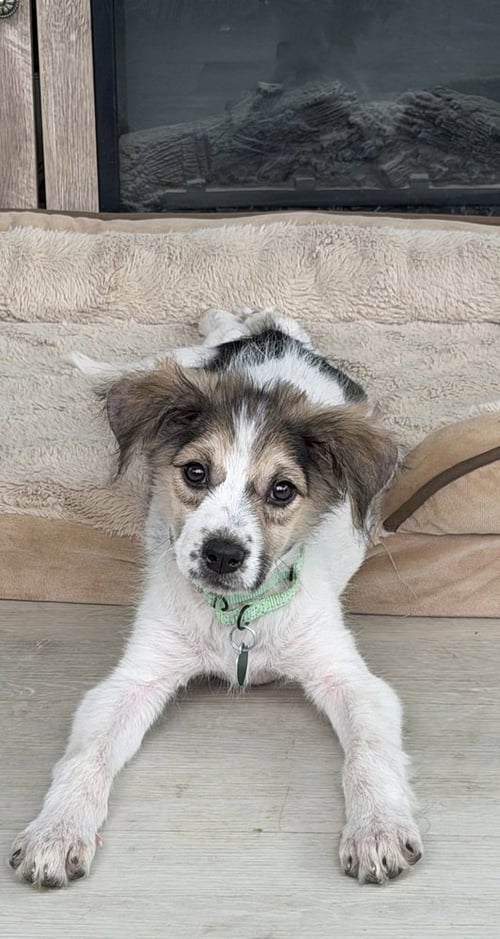 LACY - Australian Shepherd available for adoption