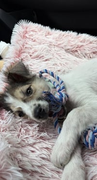 Lacy - Photo 2