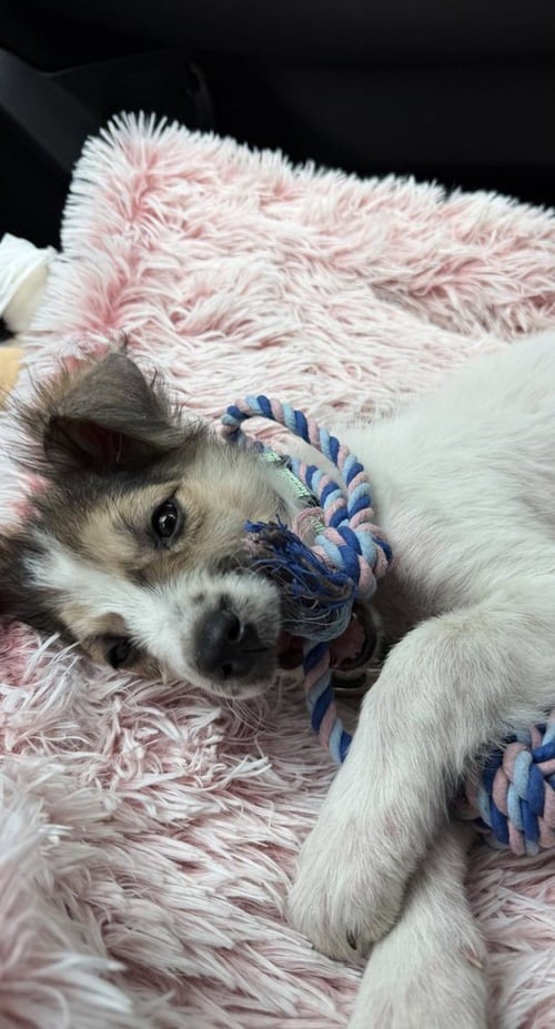 LACY - Australian Shepherd available for adoption