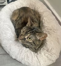 Peanut - Photo 2