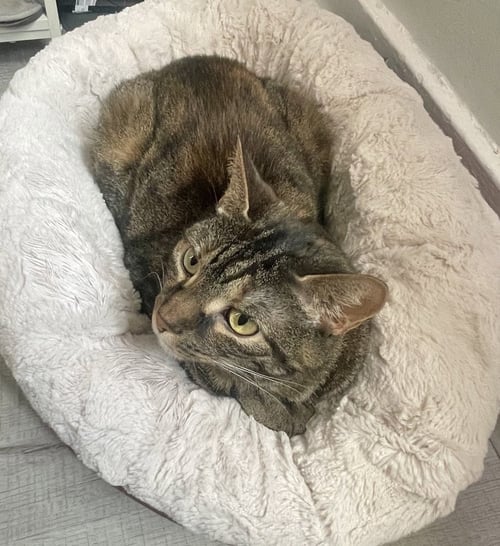 PEANUT - Domestic Short Hair available for adoption