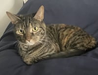 Peanut - Photo 4
