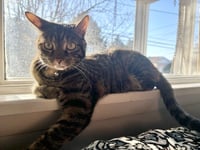 Peanut - Photo 3