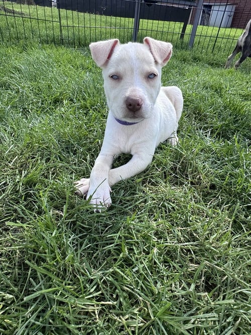 FENWAY - Husky available for adoption