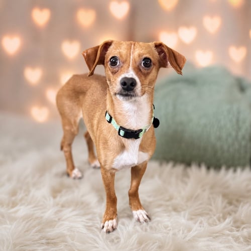 DJ - Chihuahua available for adoption