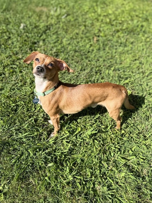 DJ - Chihuahua available for adoption