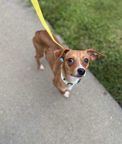 DJ - Chihuahua available for adoption