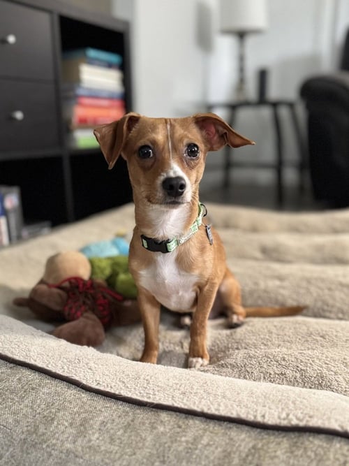 DJ - Chihuahua available for adoption