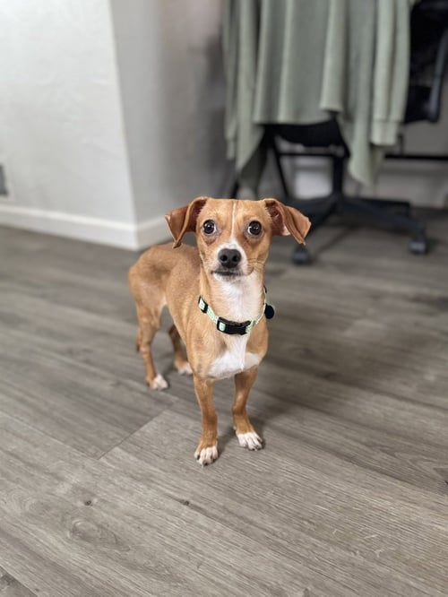 DJ - Chihuahua available for adoption