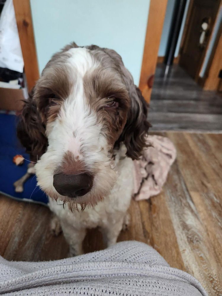 EMMA JEAN - Poodle (Standard) available for adoption