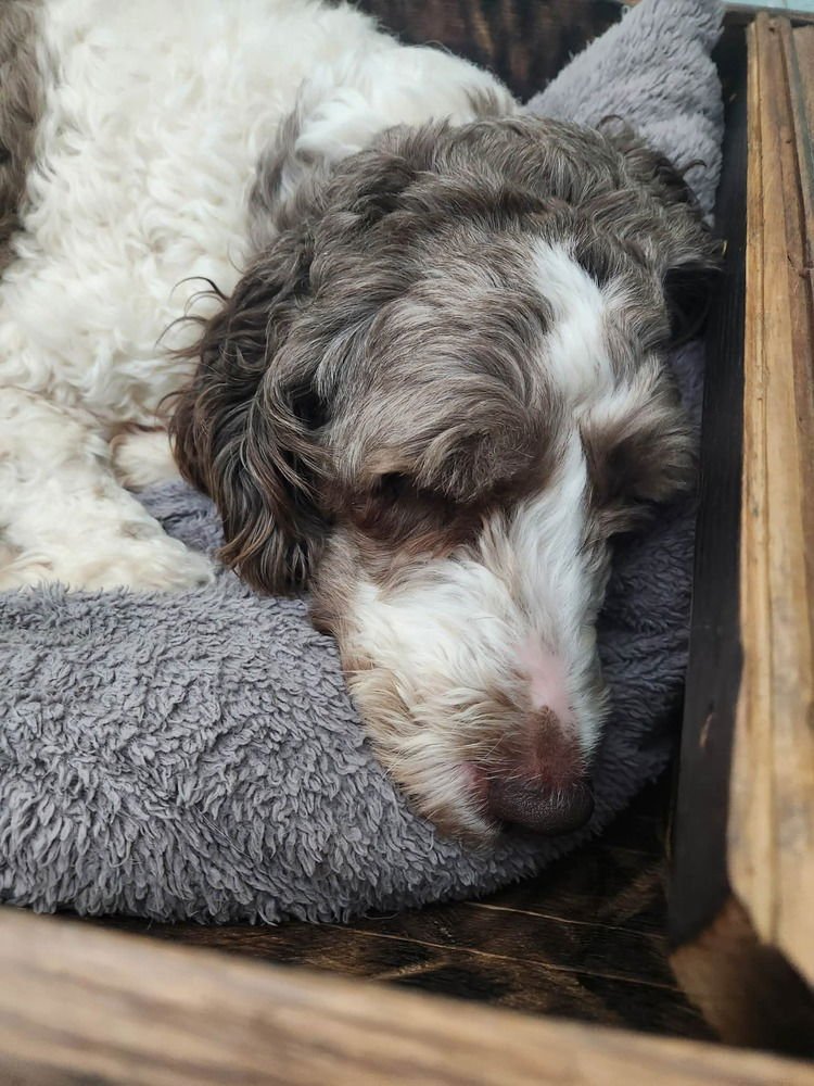 EMMA JEAN - Poodle (Standard) available for adoption