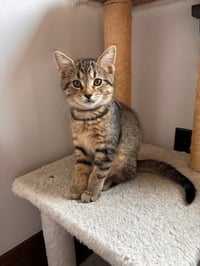 Dottie - Photo 1