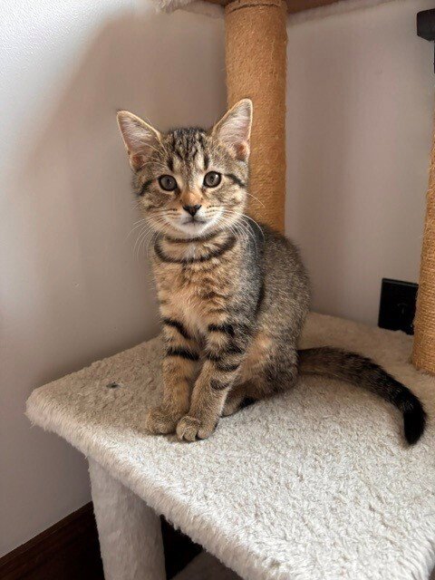 DOTTIE - Domestic Short Hair available for adoption