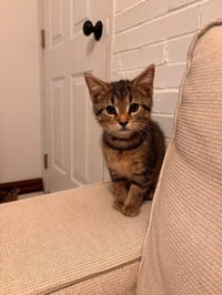 Dottie - Photo 2