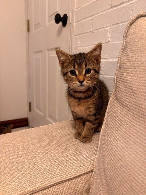 DOTTIE - Domestic Short Hair available for adoption