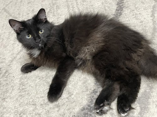 NIXIE - Domestic Long Hair available for adoption