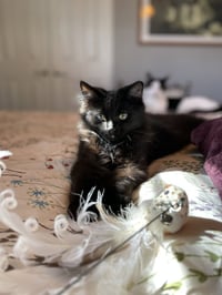 Nixie - Photo 3