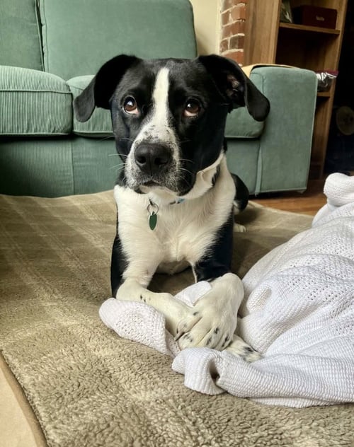 JAX - Terrier available for adoption