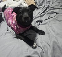Pepper - Photo 2