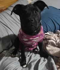 Pepper - Photo 3
