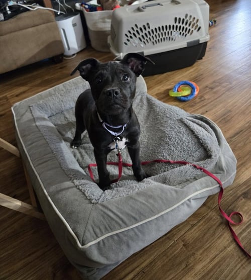 PEPPER - Terrier for adoption in Pittsburgh