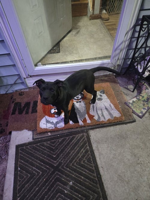PEPPER - Terrier / Labrador Retriever available for adoption