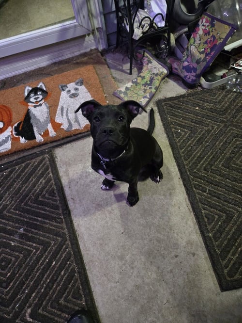 PEPPER - Terrier / Labrador Retriever available for adoption