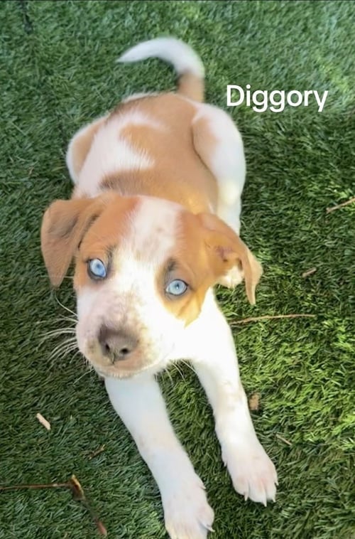 DIGGORY - Husky / Shepherd for adoption in Pittsburgh
