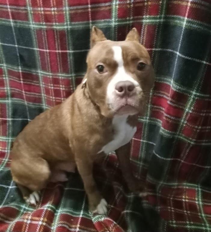 BARBIE - American Pit Bull Terrier available for adoption