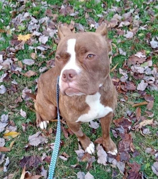 BARBIE - American Pit Bull Terrier available for adoption