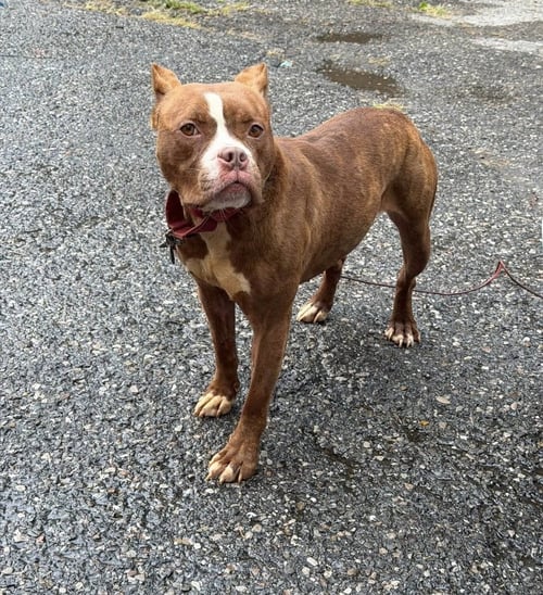 BARBIE - American Pit Bull Terrier available for adoption